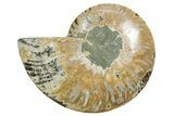 Cut & Polished Ammonite Fossil (Half) - Madagascar #354129-1